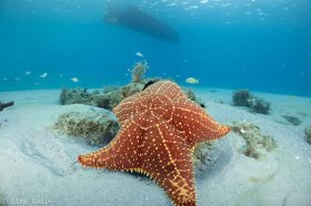 Starfish at BHB