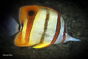 Copperband Butterflyfish (Chelmon rostratus) in Raja Ampat.
