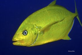 Orange-Spotted Trevally (Carangoides bajad) in Indonesia.