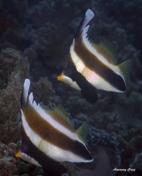 Pennant Bannerfish (Heniochus acuminatus) in Indonesia.