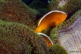 Skunk Anemonefish (Amphiprion akallopisos) in Raja Ampat.