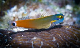 Tailspot Blenny (Ecsenius stigmatura) in Raja Ampat.
