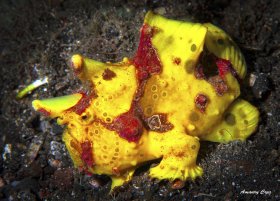Yellow Clown or Worty Frogfish (Antennarius maculatus) in Lembeh.