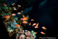 Red Anthias (Pseudanthias kashiwae) Darit Lao Wreck, Anilao Philippines.