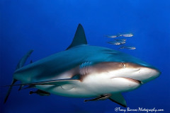 Caribbean Reef Shark (Carcharhinus perezii) Waihuka, Roatan, Honduras.