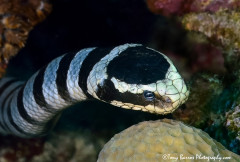 Banded Sea Krait (Laticauda colubrina) Dumaguete, Philippines.