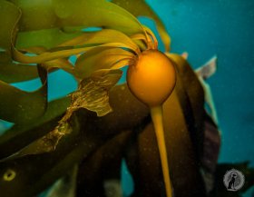 Giant Kelp (Neurocystis) Float.  Neah Bay, WA
