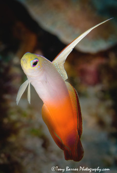 Fire Dart Fish (Nemateleotris magnifica) Siquijor Island, Dumaguete, Philippines.