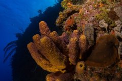 Bloody Bay Wall Marine Park- Little Cayman.