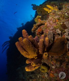 Bloody Bay Wall Marine Park- Little Cayman.