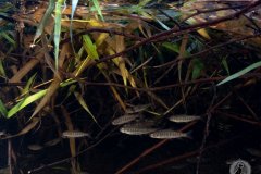 School of Juvenile Coho Salmon (Oncorhynchus kisutch).