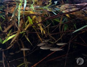 School of Juvenile Coho Salmon (Oncorhynchus kisutch).