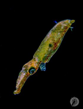 Sepia spp. squid (Indonesia).