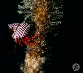 Hermit crab on kelp.