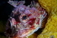 Red Irish Lord Portrait (Hemilepidotus hemilepidotus).