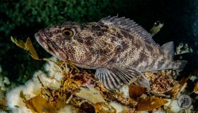 Ling Cod (Ophiodon elongatus) Resting.