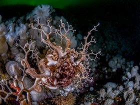 Basket Star (Gorgonocephalus eucnemis).