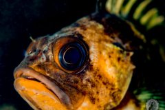 Quillback Rockfish (Sebastes maliger).