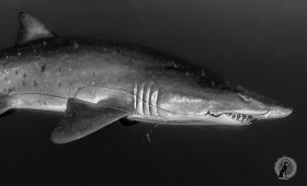 Sandtiger shark (Carcharias taurus).