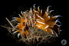 Golden Dirona Nudibranch.