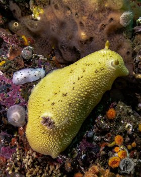 Sea Lemon and San Diego Nudibranch.