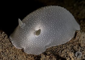 Odhner’s dorid.