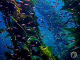 California Kelp Forest scene.