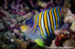 Regal Angel Fish (Pygoplites diacanthus) Dumaguete, Philippines.
