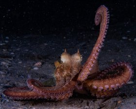 Common Octopus mimicking frogfish. BHB