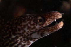 Suspicious spotted moray giving me side eye