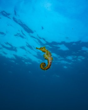 Free swimming Seahorse
