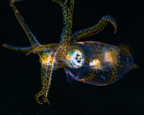 Caribbean reef squid