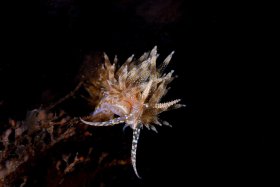 Dondis nudibranch