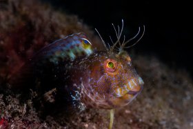 Seaweed blenny showing his stuff. BHB