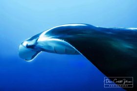 Manta Ray Side View, Indonesia