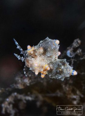 Nudibranch, Tulamben, Bali
