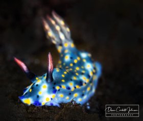 Blue, Nudibranch, Indonesia