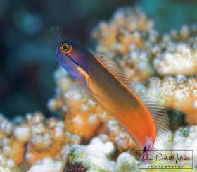 Dart Fish, Indonesia