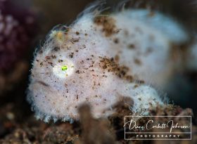 Frogfish, Bali