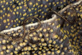 Brittle Starfish on Hard Coral.  Lembeh, Indonesia