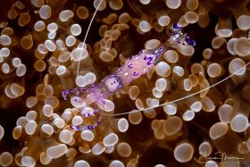 Anemone Shrimp.   Lembeh, Indonesia