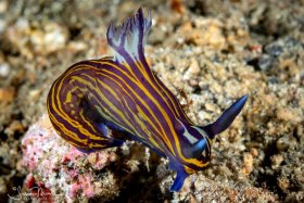 Tyrannodoris luteolineata Nudibranch.    Lembeh, Indonesia