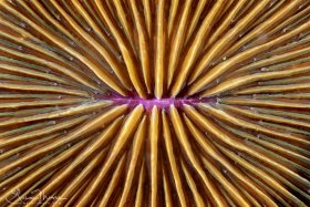 Mushroom Coral pattern.  Lembeh, Indonesia