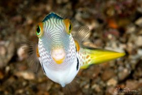 Black-Saddled Toby.    Lembeh, Indonesia