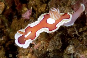 Nudibranch.    Lembeh, Indonesia