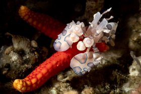 Harlequin Shrimp eating a starfish leg.  Lembeh, Indonesia
