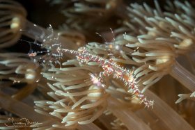 Juvenile Ornate Ghost Pipefish.   Lembeh, Indonesia