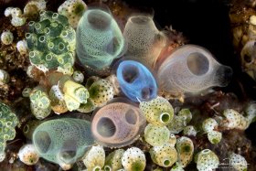 Colorful Tunicate Gardens.   Lembeh, Indonesia