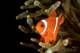 Anemone Fish.   Lembeh, Indonesia