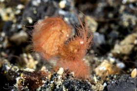 Algae Shrimp with eggs.  Lembeh, Indonesia